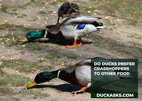 do ducks prefer harmonious melodies over discordant beats