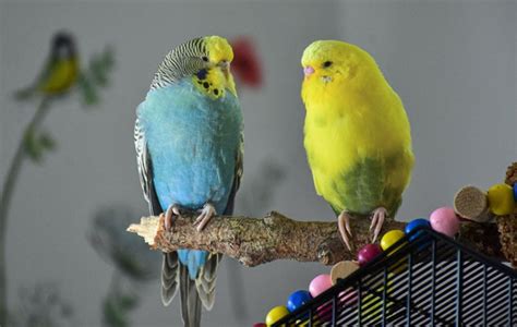 do parrots like music while discussing the impact of auditory stimuli on their behavior and cognition